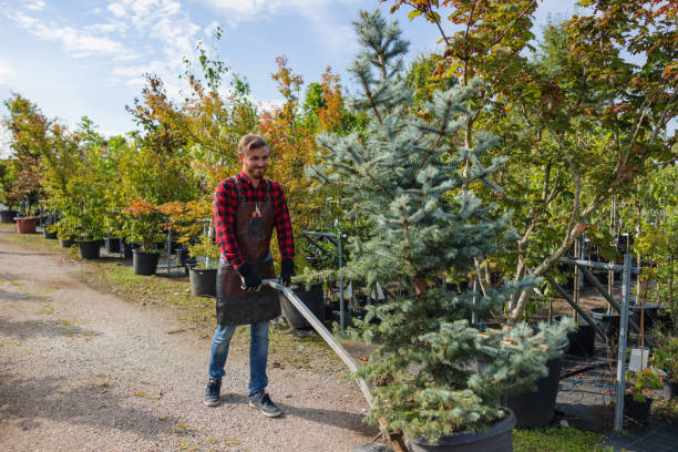 How Our Tree Care Process Works  in  Danville, AR