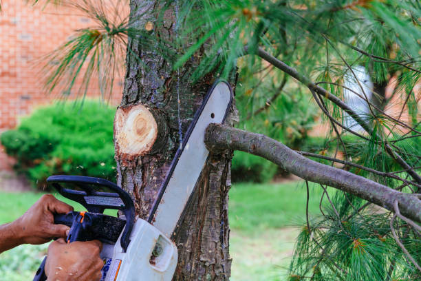 Trusted Danville, AR Tree Services Experts